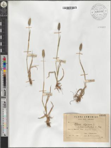 Phleum alpinum L. var. commutatum C. Koch