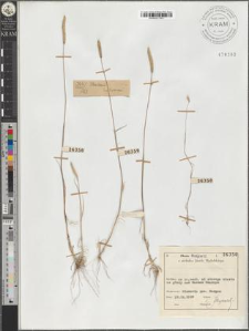 Phalaris bulbosum