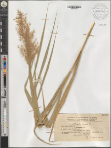 Phragmites communis Trin. fo. flavescens Cust.