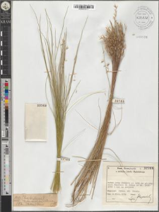 Bellardiochloa violacea (Bellar.) Chiov.