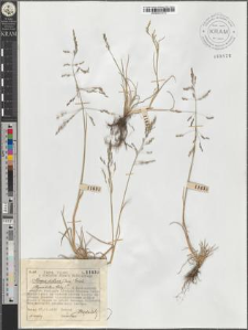 Atropis distans (Jacq.) Griseb.