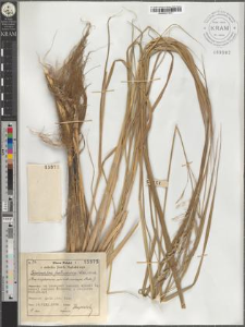 Scolochloa festucacea (Willd.) Link