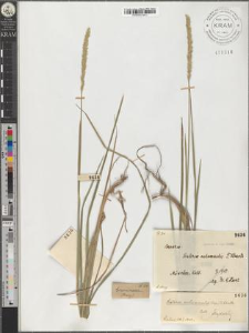 Sesleria autumnalis F. Schultz