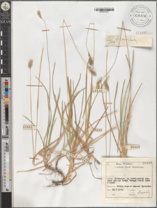 S[esleria] coerulea