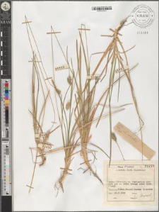 S[esleria] coerulea