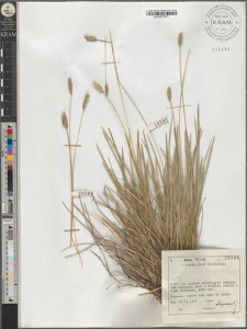 Sesleria sp.