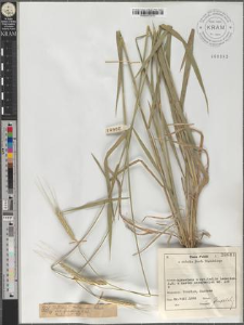 Triticum monococcum L.