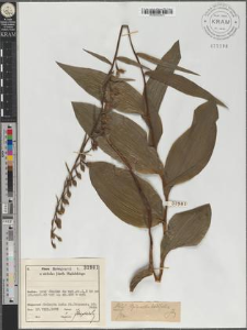 Epipactis latifolia