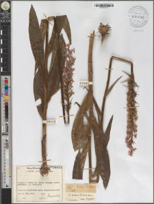 Dactylorhiza fuchsii (Druce) Verm.