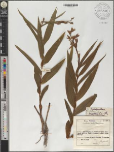 Cephalanthera longifolia L.