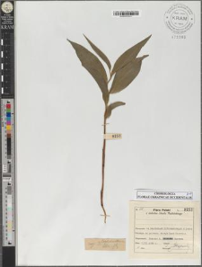 Cephalanthera alba