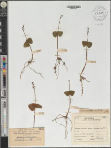 Listera cordata (L.) R. Br.