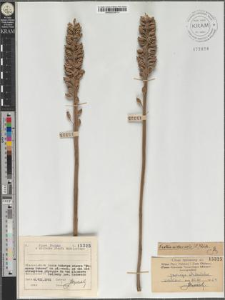 Neottia nidus avis (L.) Rich.