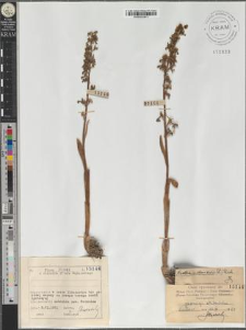 Neottia nidus avis (L.) Rich.