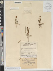 Nigritella carpatica (Zapał.) Teppner, Klein et. Zagulskij