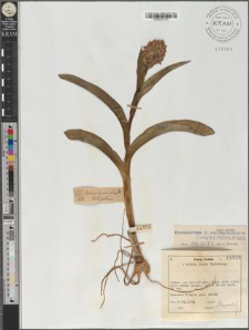 Dactylorhiza ×aschersoniana (Hauss.) Bors. et Soó