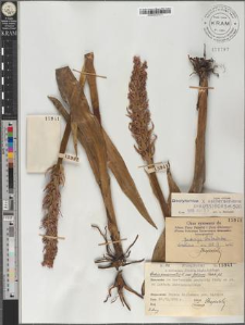 Dactylorhiza ×aschersoniana (Hauss.) Bors. et Soó