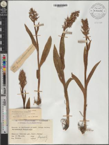 Dactylorhiza majalis (Reichenb.) P.F. Hunt et Summerhayes