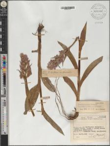 Dactylorhiza majalis (Reichenb.) P.F. Hunt et Summerhayes