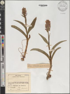 Orchis latifolius L. var. dunensis
