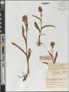 Dactylorhiza majalis (Reichenb.) P.F. Hunt et Summerhayes
