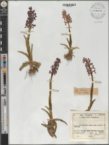 Orchis morio