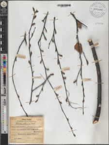 Betula pendula Roth subsp. obscura (Kotula) Löve