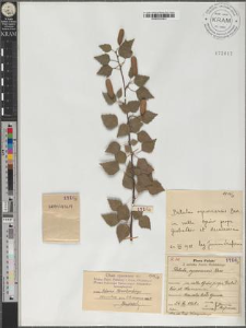 Betula pendula var. oycowiensis (Besser) Dippel