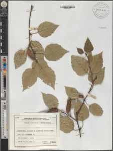 Betula papyracea Aiton