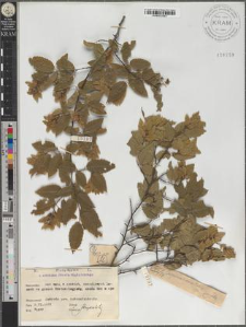 Carpinus orientalis