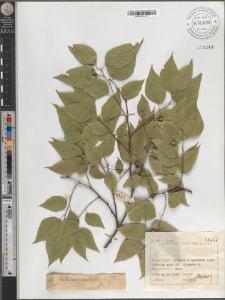 Celtis cfr. occidentalis L.