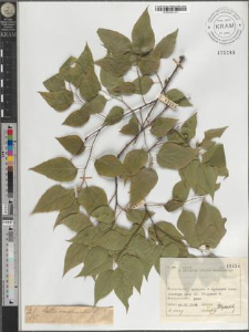 Celtis cfr. occidentalis L.