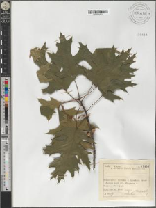Quercus palustris Du Roi