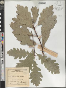 Quercus robur × sessilis