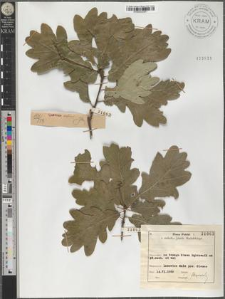 Quercus robur