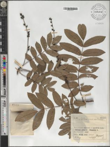 Pterocarya fraxinifolia (Poir.) Spach