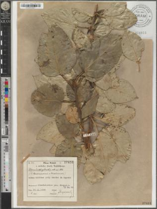 Populus ×hybrida cult. var. 194