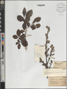 Salix aurita - silesiaca Wimmer.