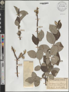 Salix caprea × aurita Wim.