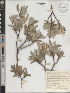 Salix marrubifolia Tausch