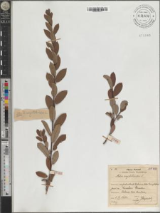 Salix myrtilloides L.