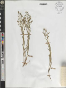 Thesium linophyllon L. var. latifolium Wim.