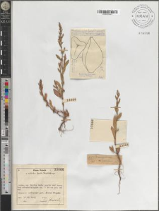P[olygonum] monspeliense subsp. eximium