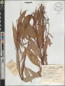 Polygonum nodosum Pers. var. lanceolatum A. Br.