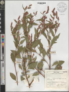 Polygonum sp.