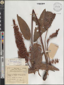 R[umex] hydrolapathum × obtusifolius