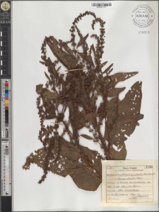 Rumex obtusifolius L. subsp. silvester (Wallr.) Rech. fil.