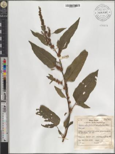 Rumex obtusifolius L. subsp. silvestris (Wallr.) Rech. pat.