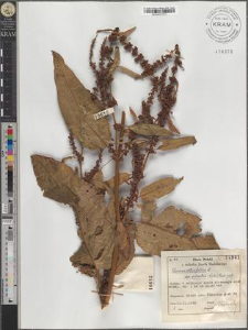 Rumex obtusifolius L. subsp. silvestris (Wallr.) Rech. pat.