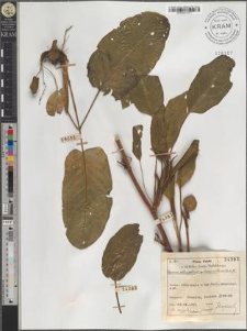 Rumex obtusifolius L. subsp. transiens (Simk.) Rech. fil.